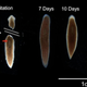 Image for article titled Decapitated worms regrow their heads with old memories intact